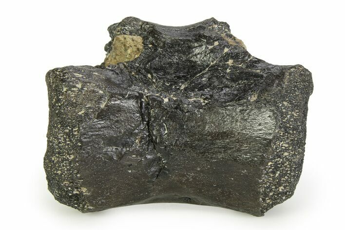 Rare, Theropod Dinosaur Vertebra with Bite Mark - England #351239